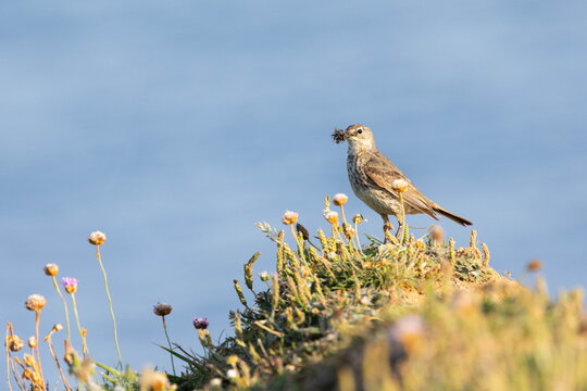 Rock pipit among sea thrift on a coastal clifftop, seaside wildlife