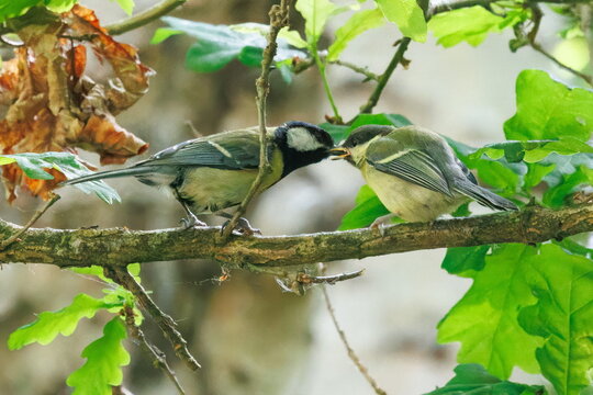 Great tit feeding a fledgling on a branch, bird parental care behaviour