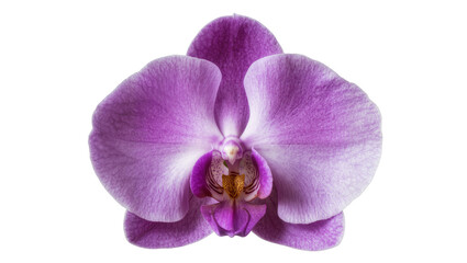 Obraz premium Isolated delicate and vibrant purple Phalaenopsis orchid flower close-up botanical image