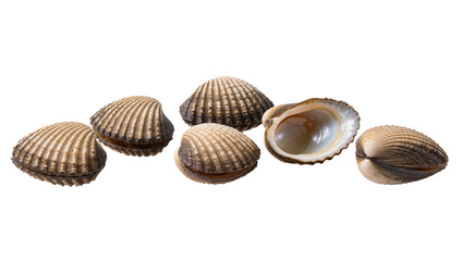 Isolated collection of fresh cockle shells, some closed and one open, clean seafood items © Ioana