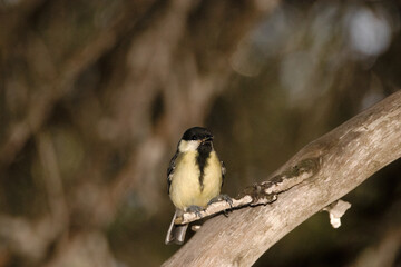 Tranquilamente posado un Carbonero común (Parus major) © FranciscoJose