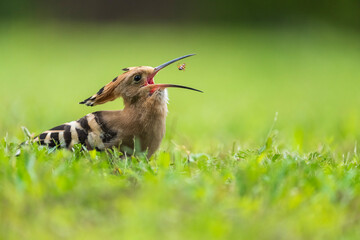 hoopoe is eating a bug. hoopoe on the grass © mijun