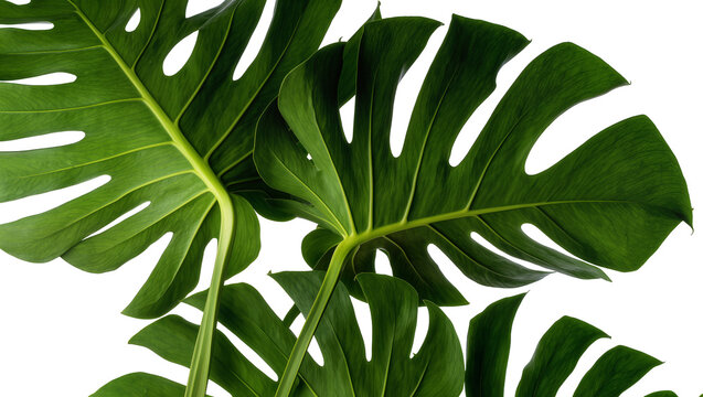 Isolated fresh vibrant green tropical monstera deliciosa leaves with natural splits and holes