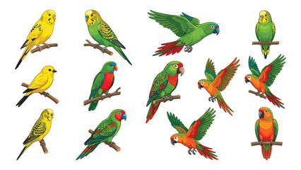 Fototapeta premium Set of colorful parrot and canary birds in various poses isolated vector illustration.