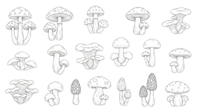 mushroom, fungus, fungi, collection, set, vector, line, art, Mushroom forest fungus variety line art drawing vector set with morel chanterelle fly agaric cep and oyster species