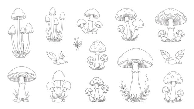 Mushroom forest fungus variety line art drawing vector set with morel chanterelle fly agaric cep and oyster species