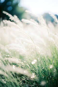 Ornamental Grass Field Glowing in Sunlight