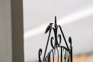 hummingbird in the garden © images by gregory