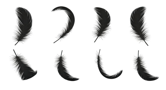 isolated black feathers in different positions on white background for decoration and design