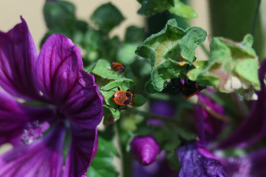 Petit soldat rouge et noir sur fleur mauve en macro dans un jardin