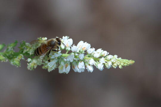 Abeille domestique butinant une inflorescence blanche