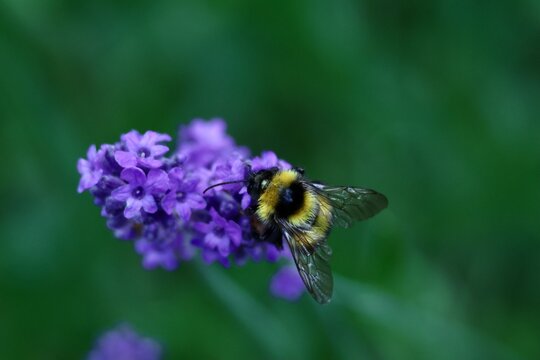 Bourdon butinant une fleur de lavande violette