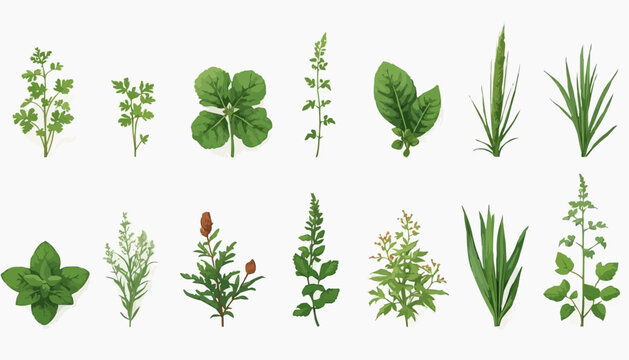 Collection of various green herbs and plants