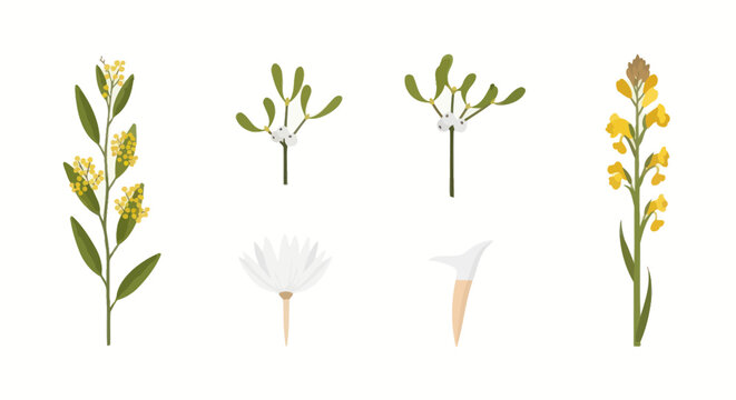 Collection of botanical flower and mistletoe illustrations.