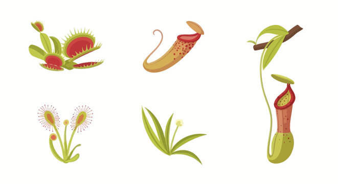 Collection of various carnivorous plant species illustrations.