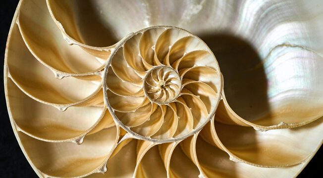 Nautilus Seashell Spiral Cross Section Close Up Macro Photography with Golden Fibonacci Pattern, Fossil Ammonite Shell Chambers on White Background Showing Natural Ocean Animal Structure