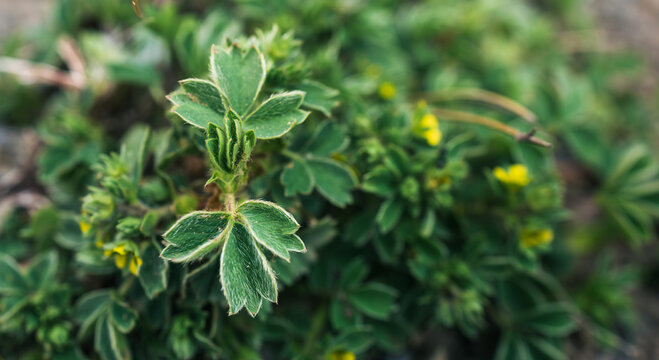 Wild alpine cinquefoil leaves with delicate hairy edges and blurred yellow flowers, textured green potentilla foliage resting on the rocky earth, nature aesthetic