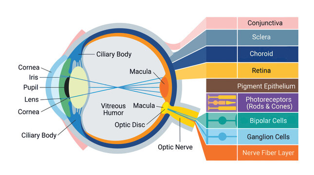 Detailed Human Eye Anatomy Diagram with Labels - Medical Illustration