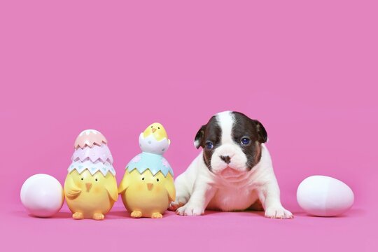 Pied tan French Bulldog dog puppy next to Easter chicks and eggs on pink background with copy space, AI generated