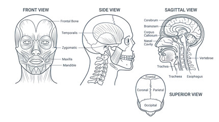 Human Skull Anatomy: Front, Side, Sagittal, and Superior Views © meja