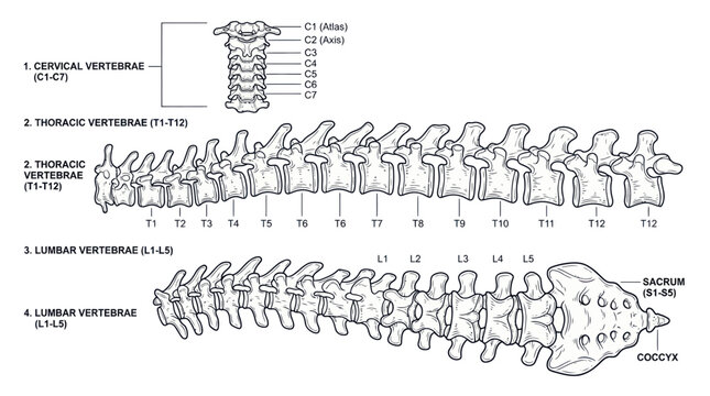 Human Spine Anatomy Illustration: Vertebrae Types and Sections