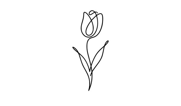 Tulip continuous one line drawing vector minimalist floral illustration