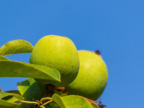 Green and astringent papaya on tree branches