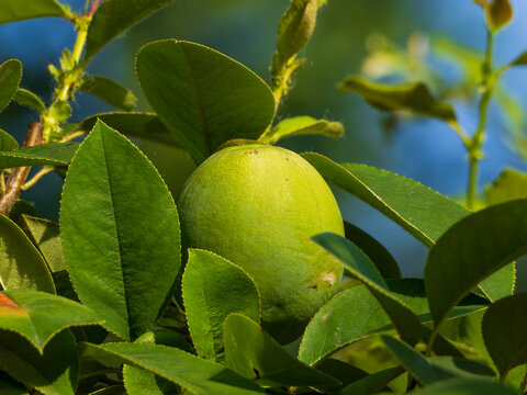 Green and astringent papaya on tree branches