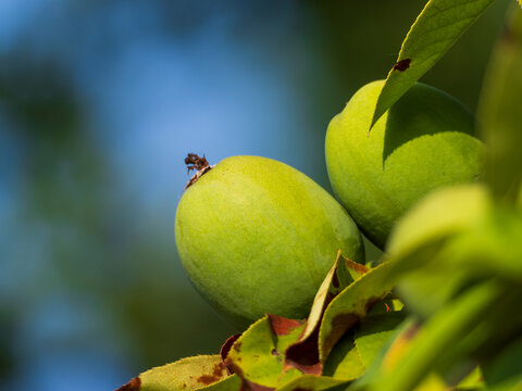 Green and astringent papaya on tree branches