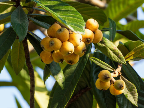 The golden loquat on the branch