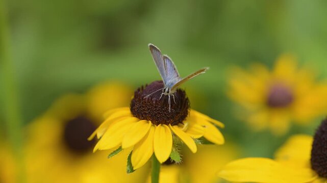 Reakirt's blue butterfly on a Black-eyed Susan in spring garden, in slow motion