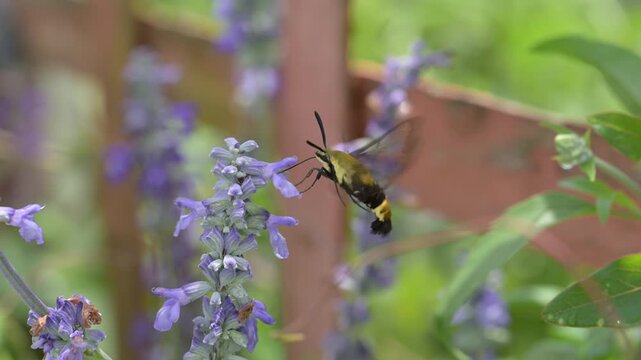 Slow motion footage of a Snowberry clearwing moth in flight, feeding on a purple Salvia flower