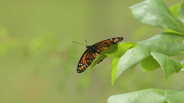 Viceroy butterfly resting with its wings open and down in spring sun, soaking it in, in slow motion