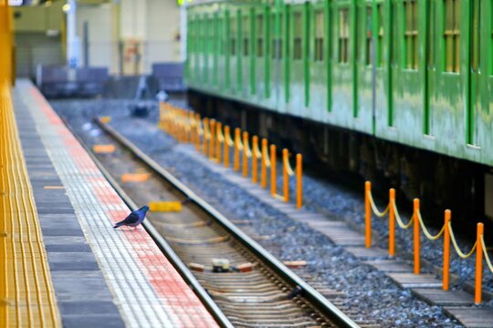 誰もいない駅のホームに佇む一羽の鳩と緑色の電車