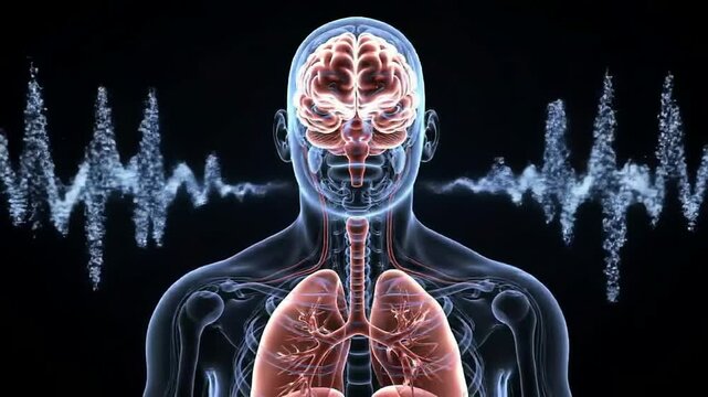 Transparent Human Silhouette Displaying Calming Brain and Lung Visualization with Pulsating Waveforms for Relaxation and Mindfulness Concept in 4K