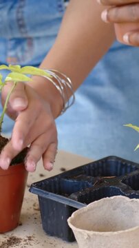 Vertical video: Picking soil woman in denim with bangles repotting seedling on table with pot