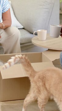 Vertical video: Being attracted by open box, cream cat moving on tiled floor, sniffing bubble wrap