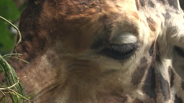 Stunning 4K macro footage of a giraffe's face, focusing on its large eye, long eyelashes, and patterned fur. The video highlights the delicate details of this majestic animal.
