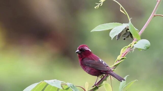 Close-up portrait of a vibrant red avadavat finch perched on a delicate green vine against a soft smooth blurred nature background.