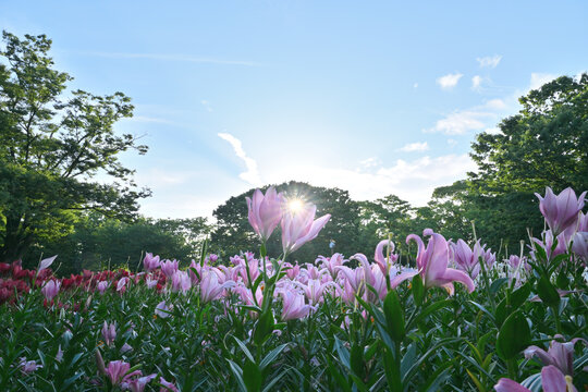 百合の花