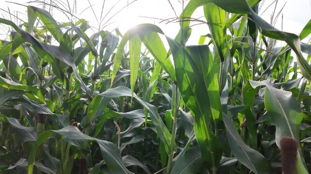 Immersion eye level tracking shot walking directly through the thick rows of tall corn stalks and sharp leaves, capturing the bright tropical daylight breaking through the plantation.
