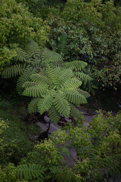 Tropical Plant in the forest