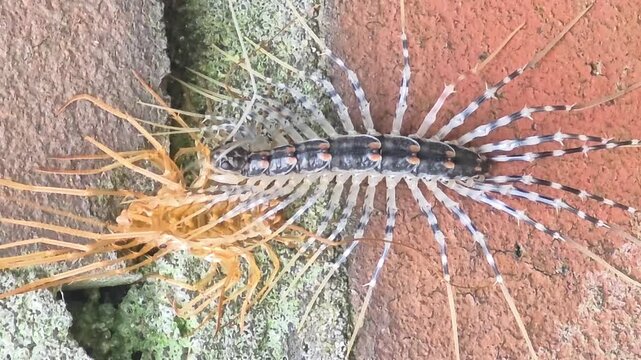 Close-up of a House Centipede (Thereuonema hilgendorfi) After Molting Next to Its Exuvia on a Brick Wall