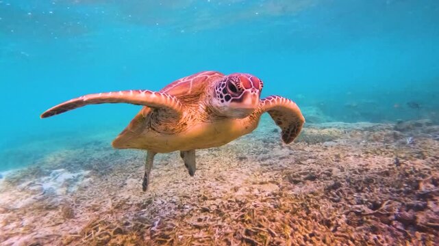 Slow motion video of a green sea turtle swimming through the coral lagoon at sunset in crystal clear water, Lady Elliot Island, Australia.