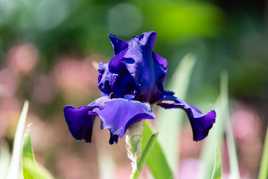 Royal Velvet &mdash; A Bearded Iris in Full Bloom