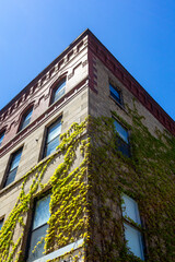 Fototapeta premium Old stone building with lush green vines against a blue sky. 