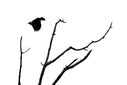 Black and white photo of a silhouetted bird flying past barren tree branches. 
