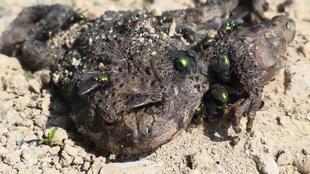 

Roadkill Asiatic Toad Dead for 2 Days - Front Close-up View with Swarming Flies

