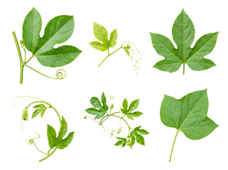 Botanical collection of fresh green passion fruit leaves and delicate curly tendrils isolated on a transparent. © Kayleigh