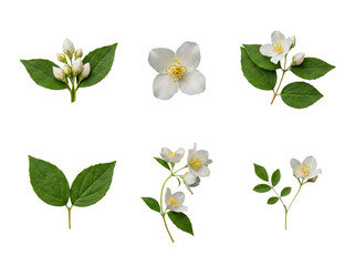 Obraz premium Various elements of jasmine plant with white flowers, green leaves, and buds, isolated on transparent background.